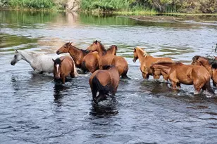 8304 E Inca St, Mesa, AZ 85207 - Photo 48