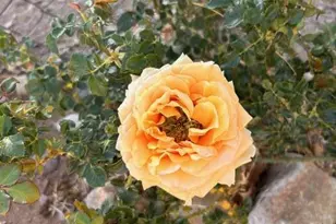 3821 E Keeling Rd, Hereford, AZ 85615 - Photo 30