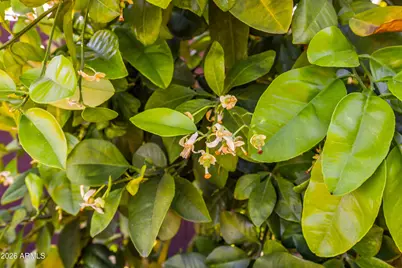 8611 E Jenan Drive, Scottsdale, AZ 85260 - Photo 76