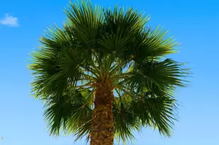 1643 N 22nd Pl, Phoenix, AZ 85006 - Photo 30