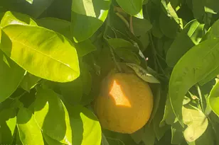 22603 N Las Lomas Ln, Sun City West, AZ 85375 - Photo 4