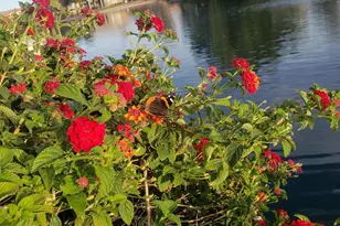 42441 W Blue Suede Shoes Ln, Maricopa, AZ 85138 - Photo 106