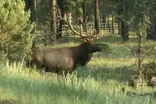 2601 Thunderbolt Cir, Pinetop, AZ 85935 - Photo 36