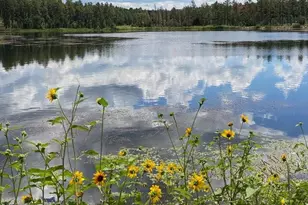 2601 Thunderbolt Cir, Pinetop, AZ 85935 - Photo 42