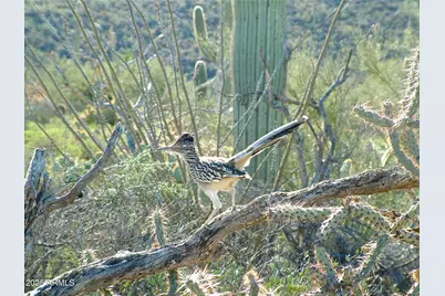 40445 N 32nd Street, Cave Creek, AZ 85331 - Photo 16