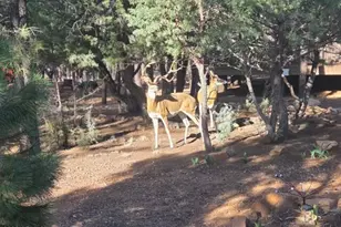 3408 Ponderosa Loop, Heber, AZ 85928 - Photo 56