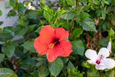 23307 N 97th Drive, Peoria, AZ 85383 - Photo 76