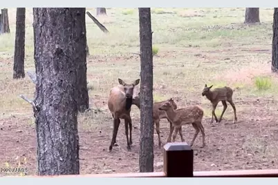 252 W Dawn Circle, Munds Park, AZ 86017 - Photo 70