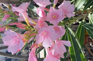 1121 W Aster Dr, Phoenix, AZ 85029 - Photo 90