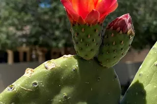 1121 W Aster Dr, Phoenix, AZ 85029 - Photo 88