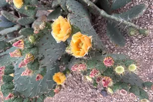 1121 W Aster Dr, Phoenix, AZ 85029 - Photo 86