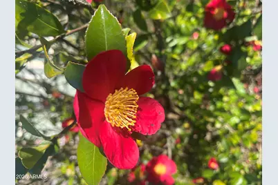 1121 W Aster Drive, Phoenix, AZ 85029 - Photo 84