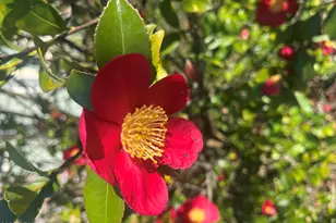 1121 W Aster Dr, Phoenix, AZ 85029 - Photo 84