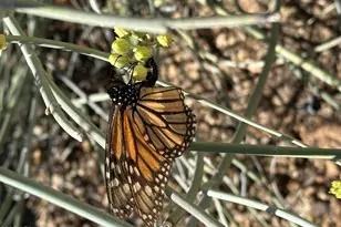 1121 W Aster Dr, Phoenix, AZ 85029 - Photo 84
