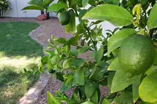 20222 N 61st Ave, Glendale, AZ 85308 - Photo 38