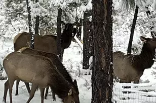 2311 S Sierra Park Trail, Show Low, AZ 85901 - Photo 42