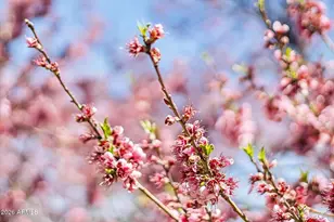 8405 N Remington Dr, Flagstaff, AZ 86004 - Photo 40