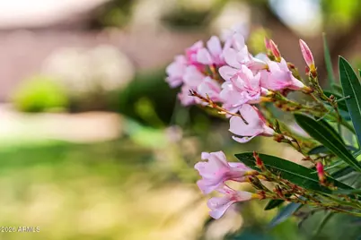 1447 E Carob Place, Chandler, AZ 85286 - Photo 30
