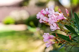 1447 E Carob Pl, Chandler, AZ 85286 - Photo 30