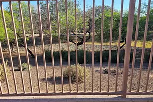 12209 W Davis Ln, Avondale, AZ 85323 - Photo 4