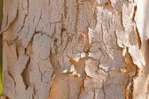 1918 W Lariat Ln, Phoenix, AZ 85085 - Photo 50