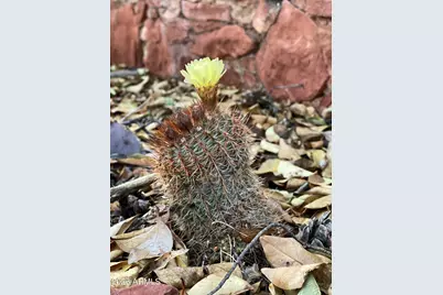 485 Mountain Shadows Drive, Sedona, AZ 86336 - Photo 42