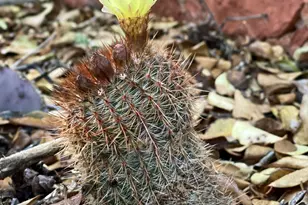 485 Mountain Shadows Dr, Sedona, AZ 86336 - Photo 42