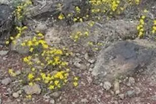 42320 N Walk About Trail, Seligman, AZ 86337 - Photo 60