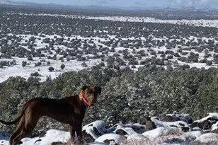 42320 N Walk About Trail, Seligman, AZ 86337 - Photo 54