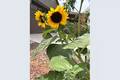 9321 W Sells Drive, Phoenix, AZ 85037 - Photo 52