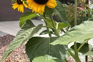 9321 W Sells Dr, Phoenix, AZ 85037 - Photo 52