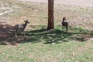 6456 W Kenny Circle, Pine, AZ 85544 - Photo 44