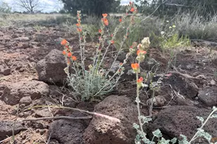1 Hideaway Rd, Ash Fork, AZ 86320 - Photo 34