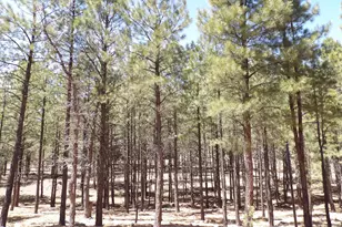 4269 Juniper Dr, Happy Jack, AZ 86024 - Photo 24
