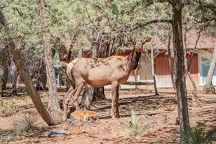 3372 N Bradshaw Circle, Pine, AZ 85544 - Photo 18