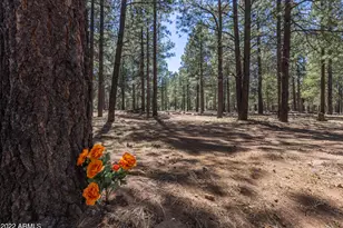 668 Mule Springs Trail, Forest Lakes, AZ 85931 - Photo 34