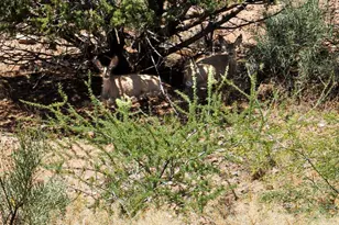 4655 E Kerry Dr, Rimrock, AZ 86335 - Photo 38