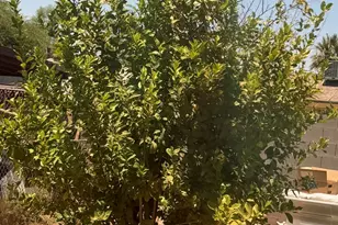 104 W Pueblo Ave, Phoenix, AZ 85041 - Photo 28