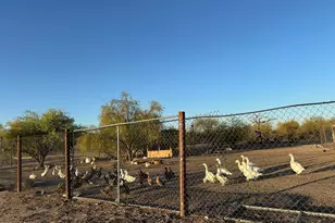 34735 W Olney St, Arlington, AZ 85322 - Photo 6
