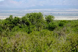 Tbd N Last Trail, Elfrida, AZ 85610 - Photo 1