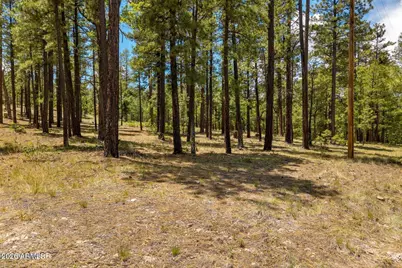 98 County Road  2266 -- #n/a, Alpine, AZ 85920 - Photo 6
