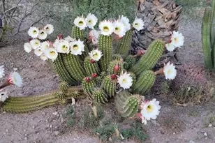 35509 W Indian School Rd, Tonopah, AZ 85354 - Photo 44