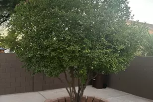 36582 W El Greco St, Maricopa, AZ 85138 - Photo 14