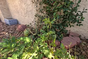 7613 E Jan Ave, Mesa, AZ 85209 - Photo 40