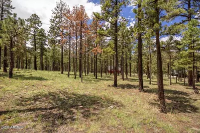14 County Road N1062 -- #15, Greer, AZ 85927 - Photo 4