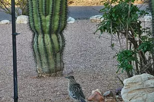 1534 N Acacia Rd, Apache Junction, AZ 85119 - Photo 34