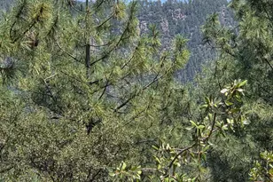 5916 W Deer Crossing Trail, Pine, AZ 85544 - Photo 4