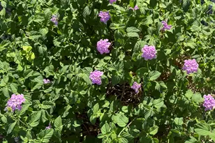 6519 W Crest Ln, Glendale, AZ 85310 - Photo 58