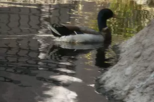 6550 N 47th Ave N, Glendale, AZ 85301 - Photo 18