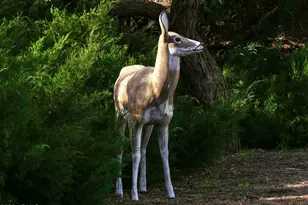 155 W Fort McDowell Pl, Camp Verde, AZ 86322 - Photo 58
